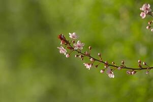 Fruit tree branch blooming in spring. Green background. photo