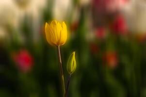Yellow tulips in a park in spring. Blurred background. photo