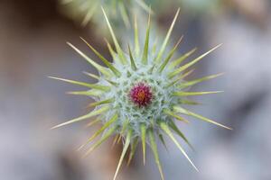 Close-up of a cotton thistle flower growing in nature on a summer day with its fine spines against a blurred background photo
