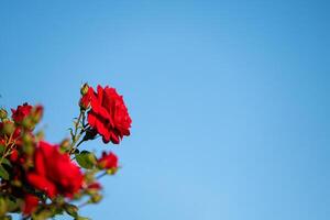 Red roses in the park, blue sky and clouds in the background. photo