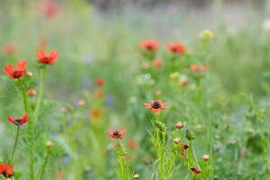 Adonis aestivalis, close up adonis aestivalis field and wildflowers. photo