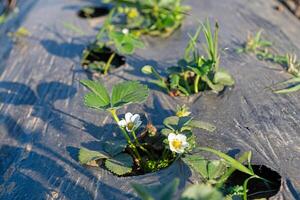 Strawberry seedling blossom in the garden and fruit on the branch. photo