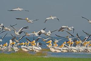 A flock of pelicans photo