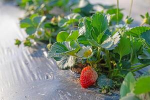 Strawberry seedling blossom in the garden and fruit on the branch. photo
