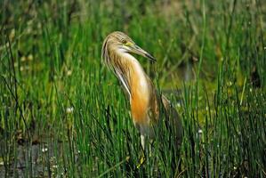 Squacco Heron fluffing its feathers in a wetland. photo