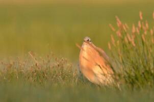 Squacco Heron fluffing its feathers in a wetland. photo