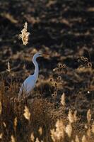 A white bird is standing in tall grass photo