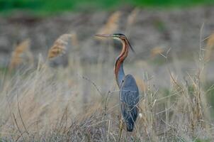 A bird standing in tall grass near a field photo