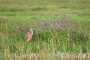 A bird is standing in tall grass near a field photo