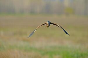 A bird flying over a field photo