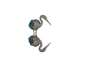 A bird is reflected in a pond photo