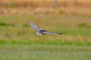 A bird flying over a marshy area with grass in the background photo