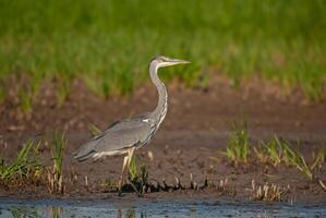 A bird standing in the water near a field photo