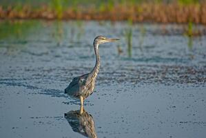 A bird standing in shallow water photo