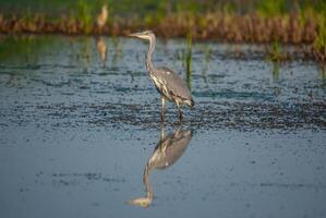 A bird standing in shallow water near grass photo
