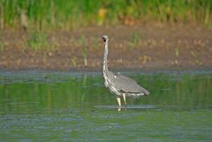 Grey Heron - Ardea cinerea, large common gray heron from lakes and rivers. photo