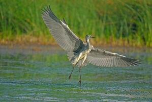 Grey Heron with his wings spread. photo