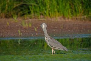 A bird standing in water near a grassy area photo