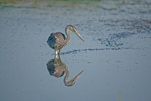 A bird with a long beak photo