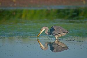 A heron is standing in the water with its long beak photo