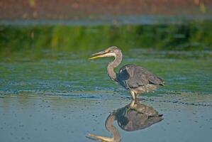 A heron standing in shallow water with its reflection photo