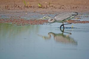 A bird with a long beak standing in water photo