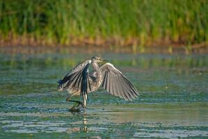 A bird with its wings spread out in the water photo