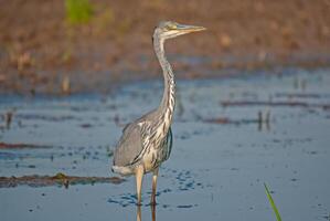 A bird standing in the water photo