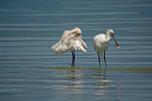Eurasian Spoonbill, Platalea leucorodia, resting in Burdur Lake in Turkey. photo