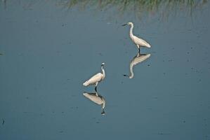 A pair of Little Egret, Egretta garzetta and their reflection in the lake. Lake Isikli, in Turkey. photo