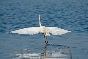 Egretta garzetta, Little Egret, in Isikli Lake, Turkey, back view with wings open. photo