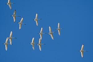 Eurasian Spoonbill, Platalea leucorodia, flying in the sky in Lake Burdur, Turkey. photo