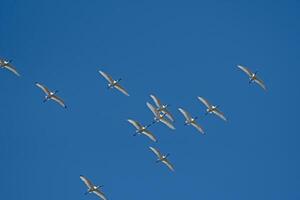 Eurasian Spoonbill, Platalea leucorodia, flying in the sky in Lake Burdur, Turkey. photo