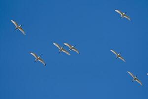 Eurasian Spoonbill, Platalea leucorodia, flying in the sky in Lake Burdur, Turkey. photo