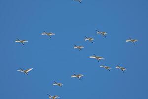 Eurasian Spoonbill, Platalea leucorodia, flying in the sky in Lake Burdur, Turkey. photo