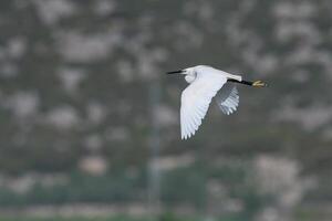 An egret flying over a field with a mountain in the background photo