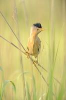 Little Bittern, Ixobrychus minutus, standing among reed plants in Burdur Lake in Turkey. photo