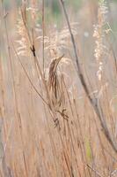 Little Bittern, Ixobrychus minutus, standing among reed plants in Burdur Lake in Turkey. photo
