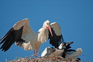 A large bird with a long beak photo
