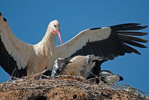 A bird with a long beak photo