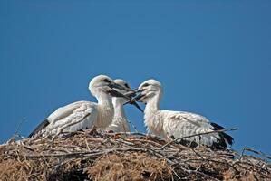 Three white birds in a nest photo