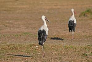 Two white storks standing in a field photo