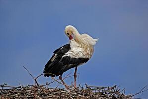 A white stork standing on top of a nest photo