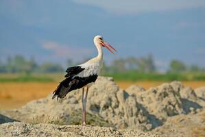 A white stork standing on a rocky hill photo