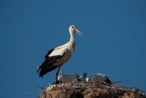 A stork stands on top of a nest with two baby birds photo