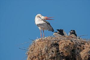 A stork and two other birds on top of a nest photo