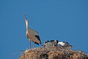 A stork and her two young birds on top of a nest photo