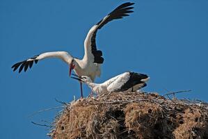 Two storks are standing on top of a nest photo