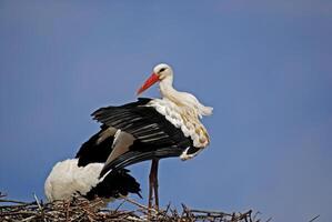 A white stork standing on top of a nest photo