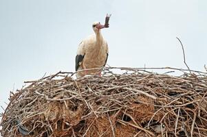 A bird in a nest photo